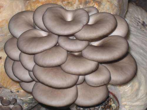 信邦生物如何防治平菇的酸腐 信邦生物如何防治平菇的酸腐