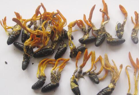 北蟲草.jpg 北蟲草.jpg