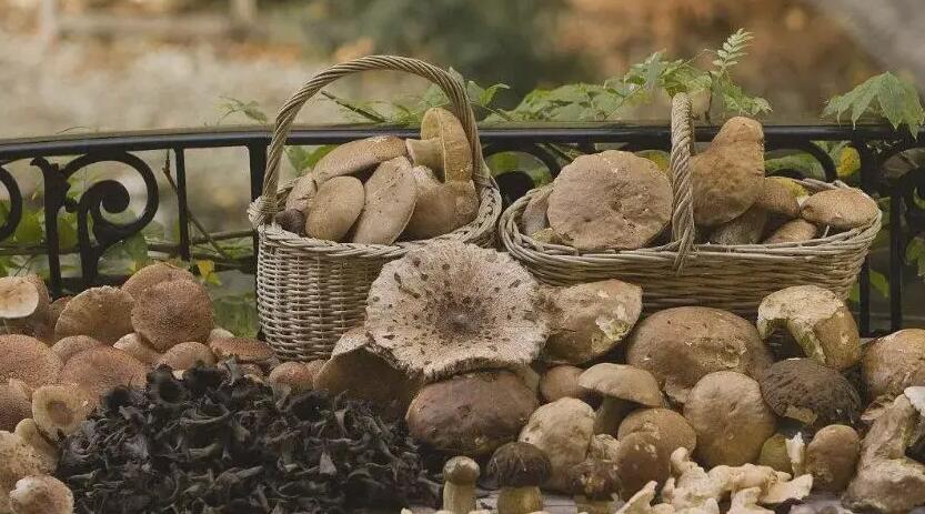 食用菌.jpg 食用菌.jpg